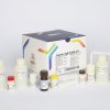 کیت H pylori IgG پیشتاز طب